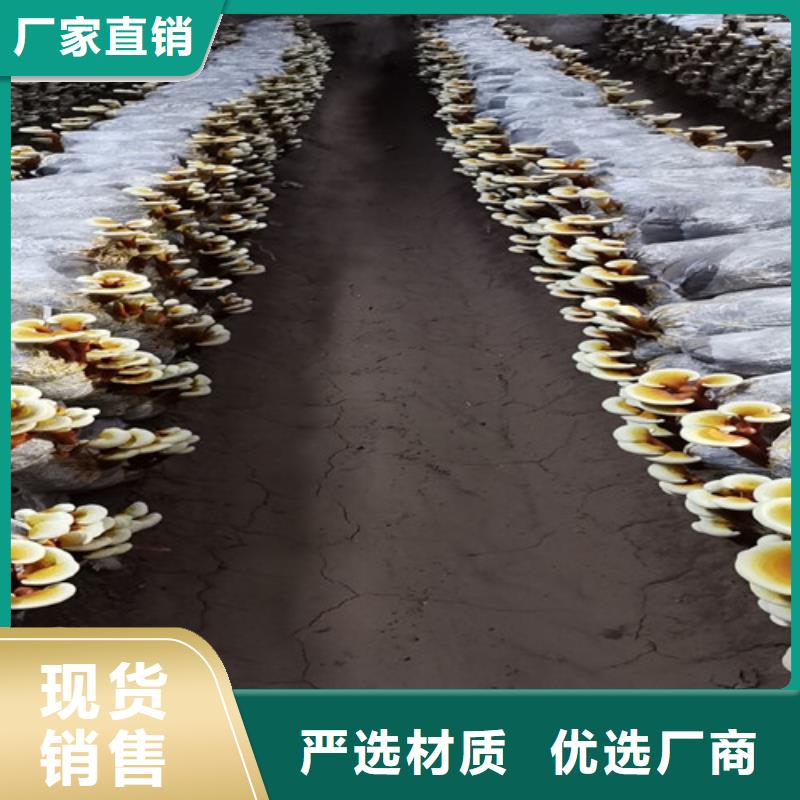 靈芝孢子粉老品牌高品質(zhì)快捷物流