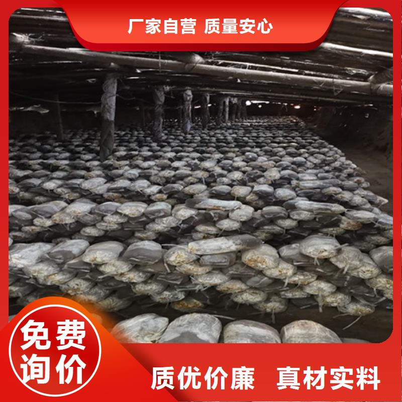濕靈芝廠家直銷(xiāo)-型號(hào)齊全同城公司