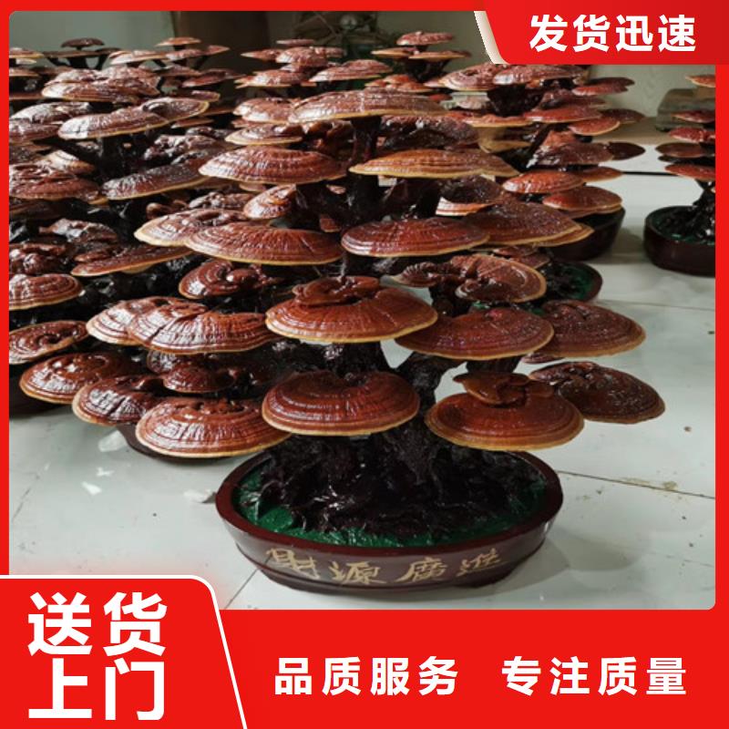 批發(fā)
靈芝孢子粉找云海靈芝種植專(zhuān)業(yè)合作社本地公司