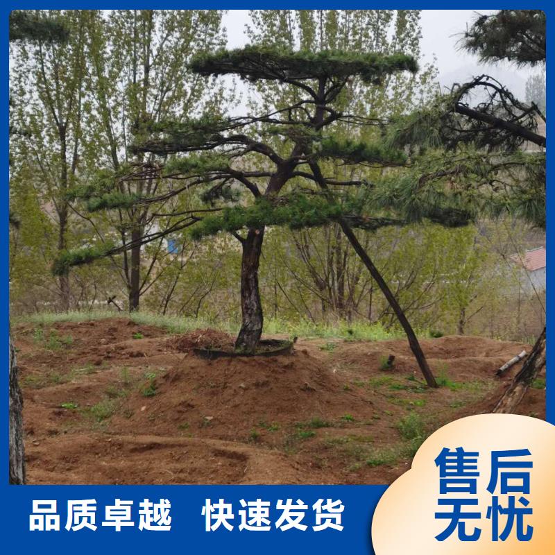 性價比高的平頂松廠家當(dāng)日價格
