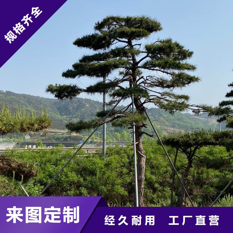 景觀松可在線咨詢價格用心細(xì)節(jié)