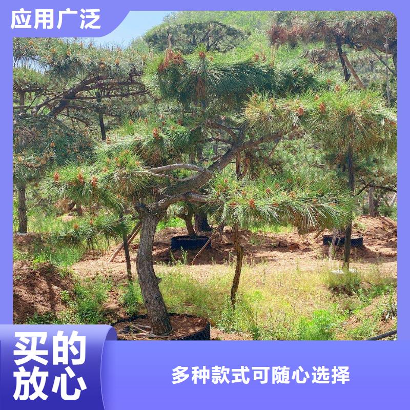 造型松造型池松誠信可靠一對一為您服務