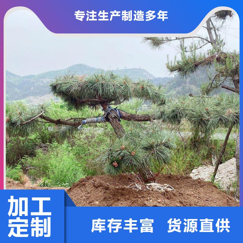 造型景松供貨商現(xiàn)貨銷售
