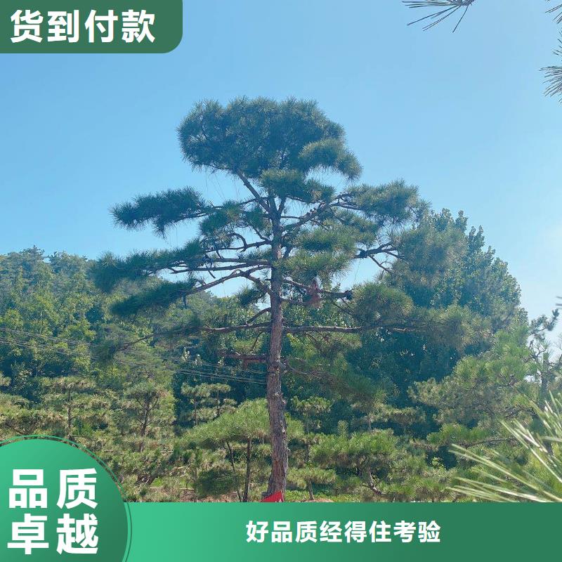 【優(yōu)選】造型迎客松源頭廠家真實拍攝品質(zhì)可靠