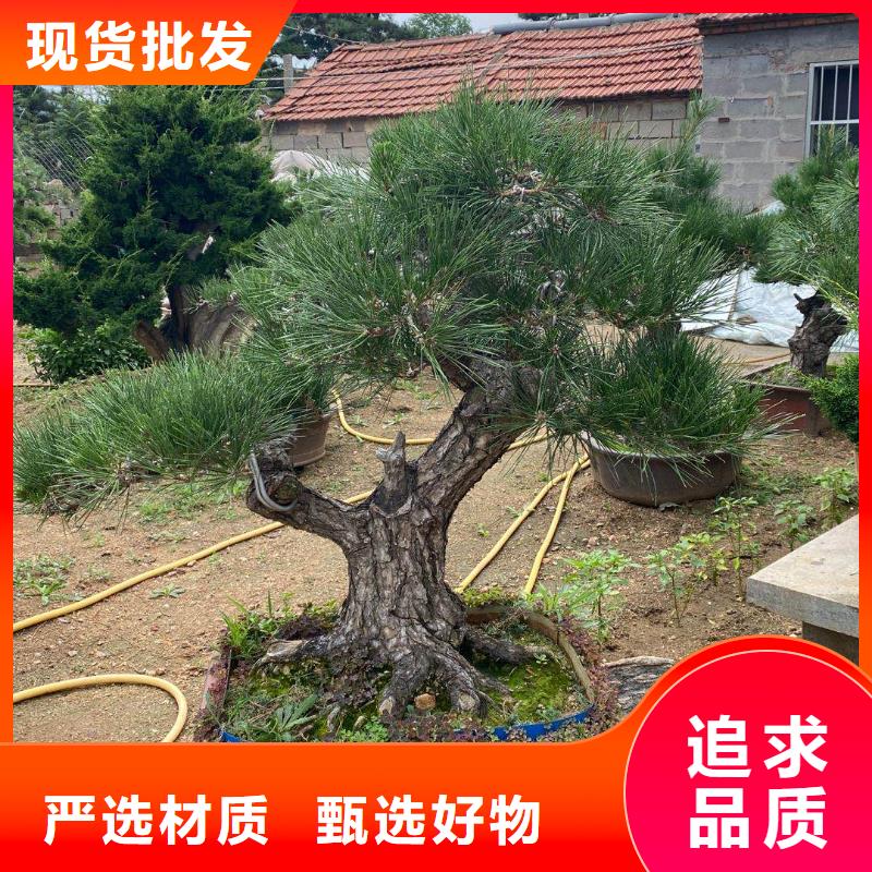 黑松大品牌甄選好廠家