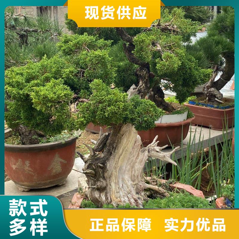 泰山松廠家批發(fā)價格經(jīng)驗豐富品質(zhì)可靠