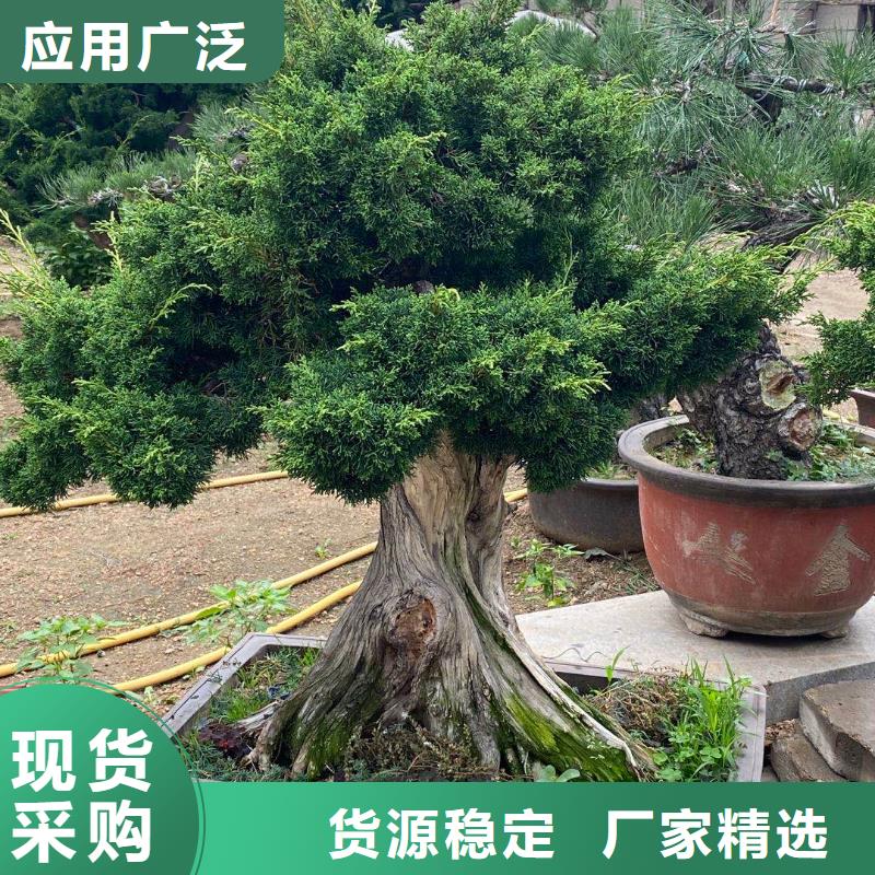 造型景觀松-鉅惠來襲精挑細(xì)選好貨