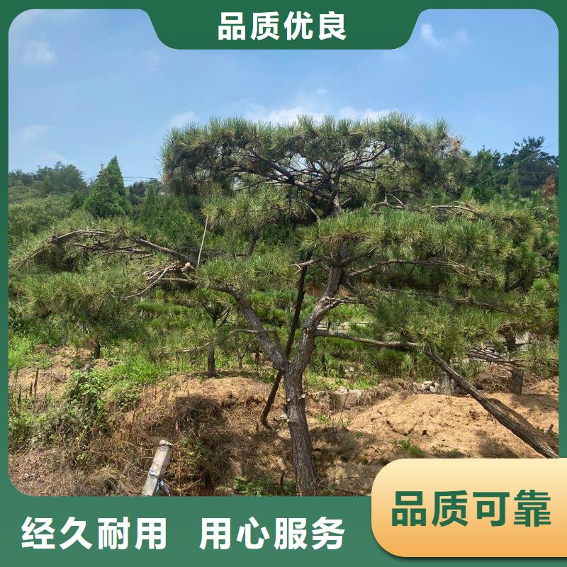 泰山迎客松廠家地址優(yōu)勢