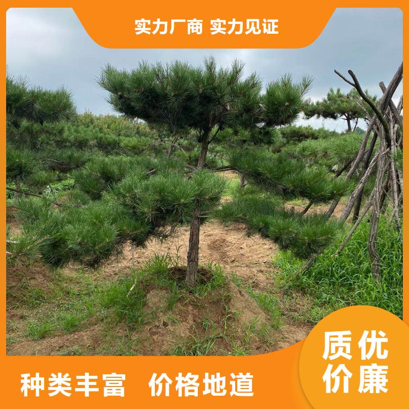 油松廠家資質(zhì)齊全質(zhì)量三包