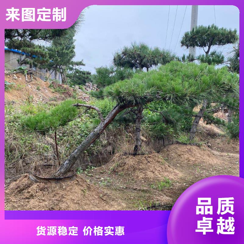 優(yōu)質(zhì)黑松的基地款式多樣
