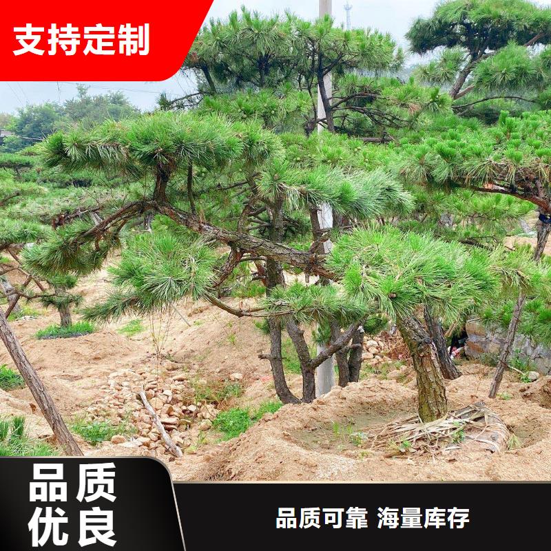泰山風(fēng)景松好品質(zhì)看的見優(yōu)質(zhì)原料