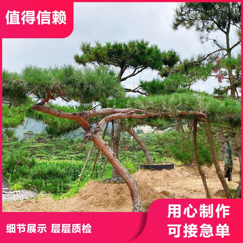 異型松-可在線咨詢把實惠留給您