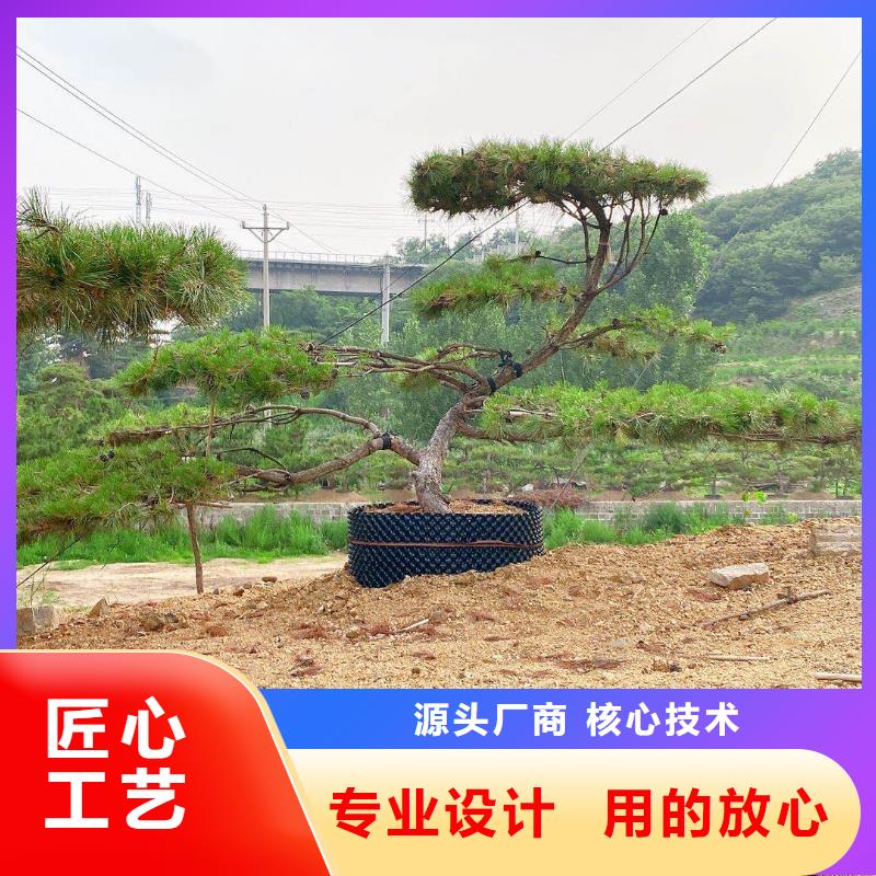 造型松批發(fā)廠家價格優(yōu)惠追求品質(zhì)