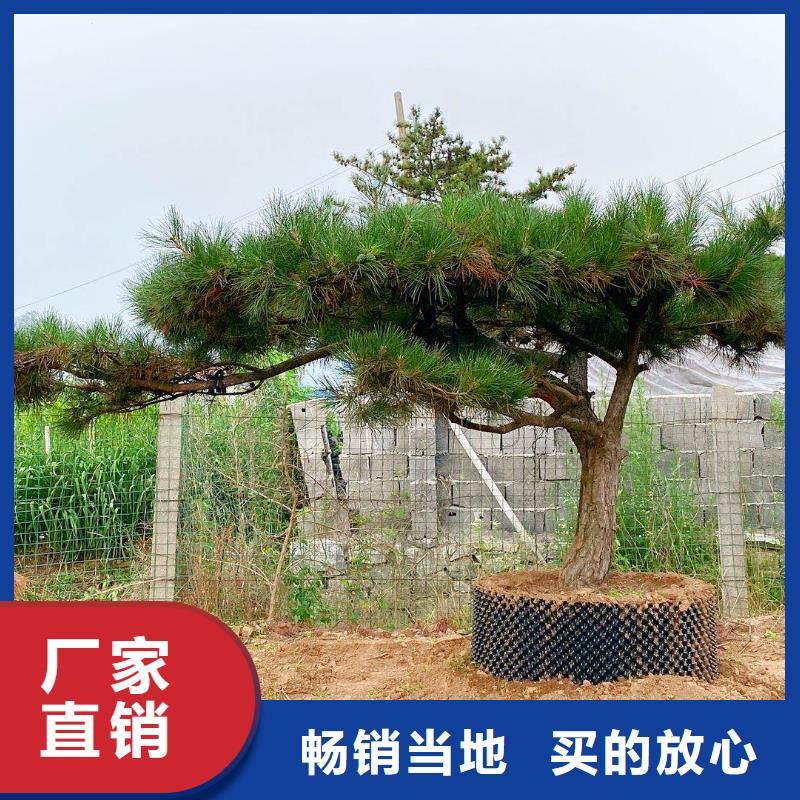 造型松支持拿樣好品質售后無憂