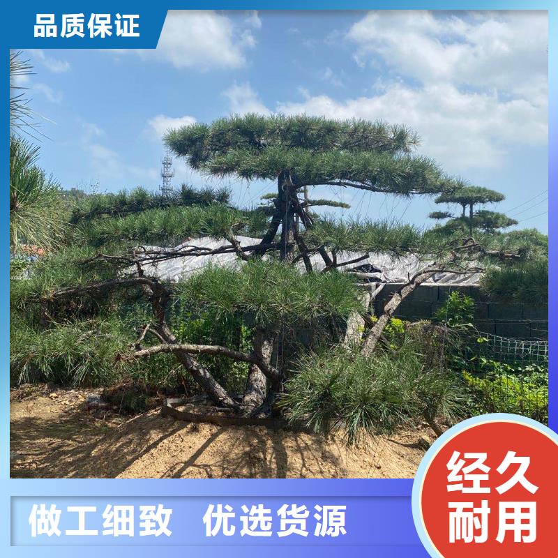 造型松樹免費(fèi)設(shè)計(jì)商家直供