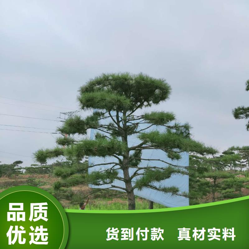 泰山松批發(fā)定制當(dāng)?shù)毓?> </div>
              <div   id=