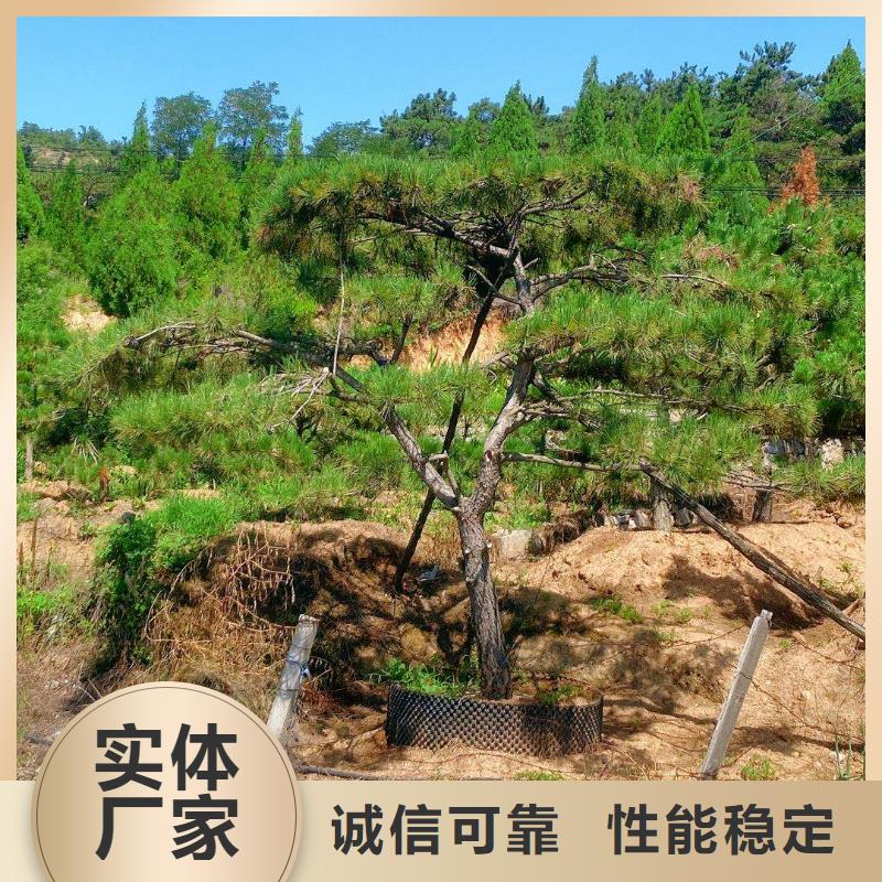 賣泰山風(fēng)景松的當(dāng)?shù)貜S家本地貨源