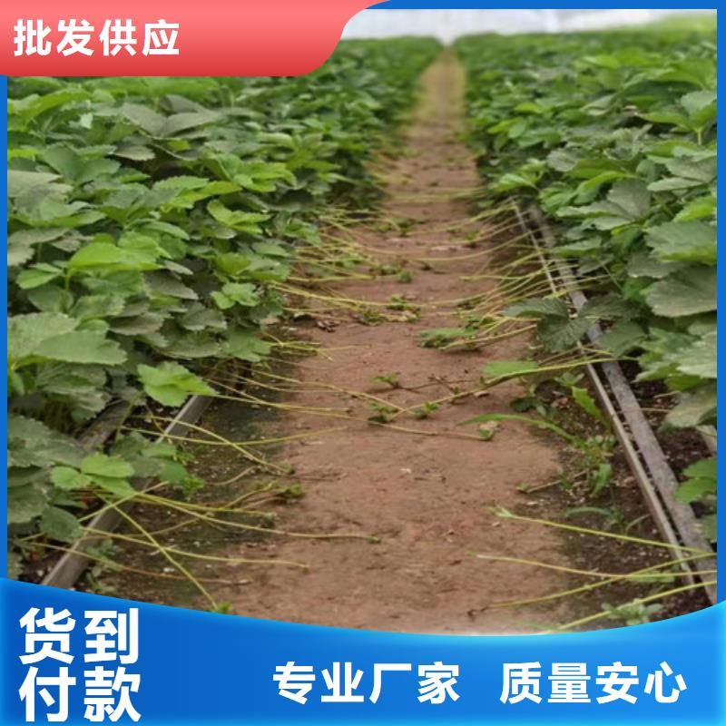 草莓苗猕猴桃苗今日价格精挑细选好货