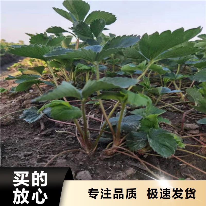 隋珠草莓苗厂家直销售后完善