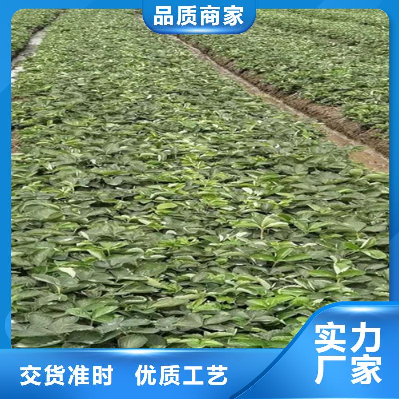 金冠草莓苗N年大品牌