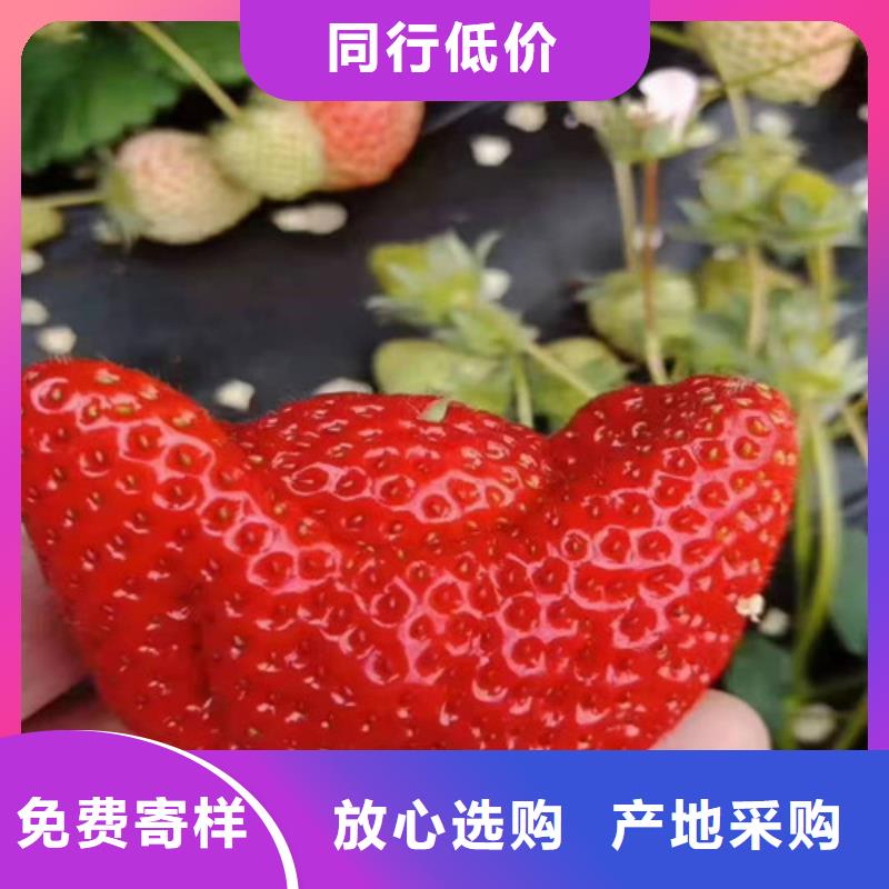 红袖添香草莓苗专业按需定制