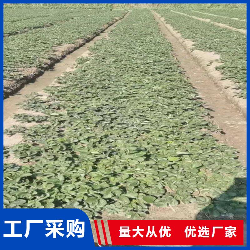 【草莓苗】大棚草莓苗规格齐全实力厂家当地生产商