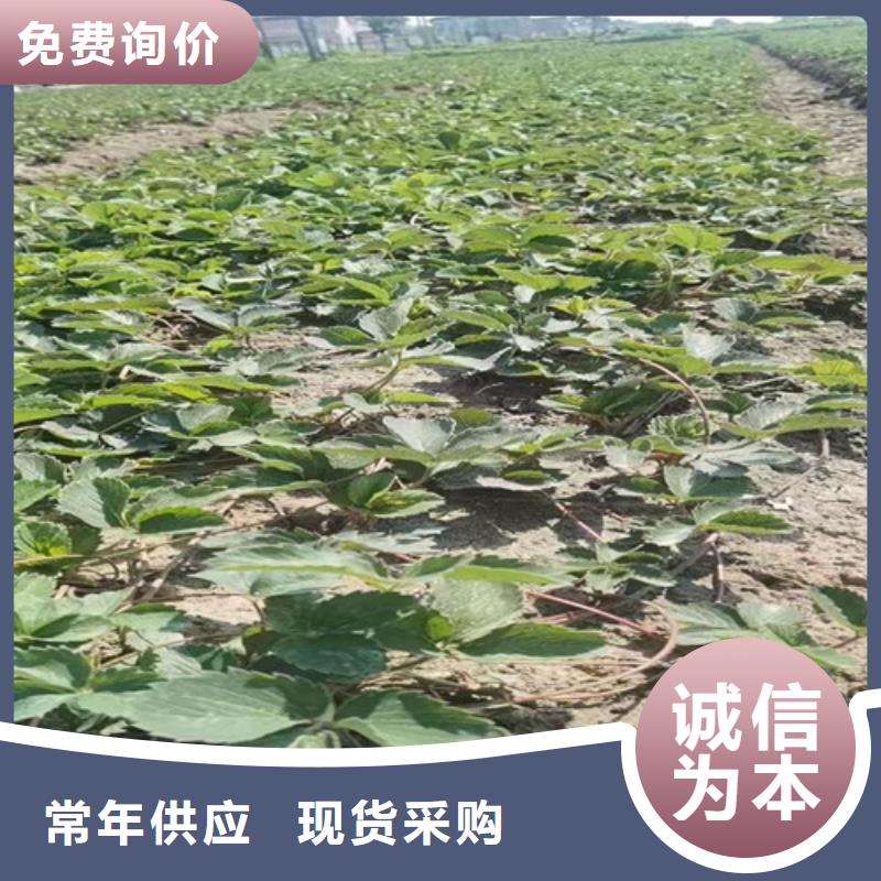 咖啡草莓生产苗当地品牌