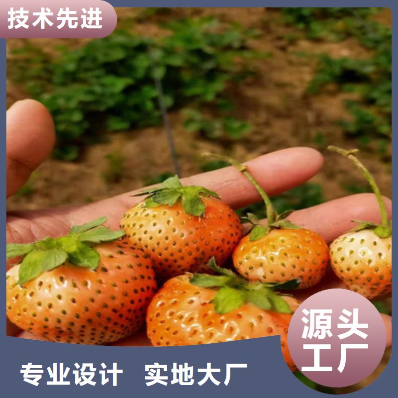 法兰地草莓苗放心选购