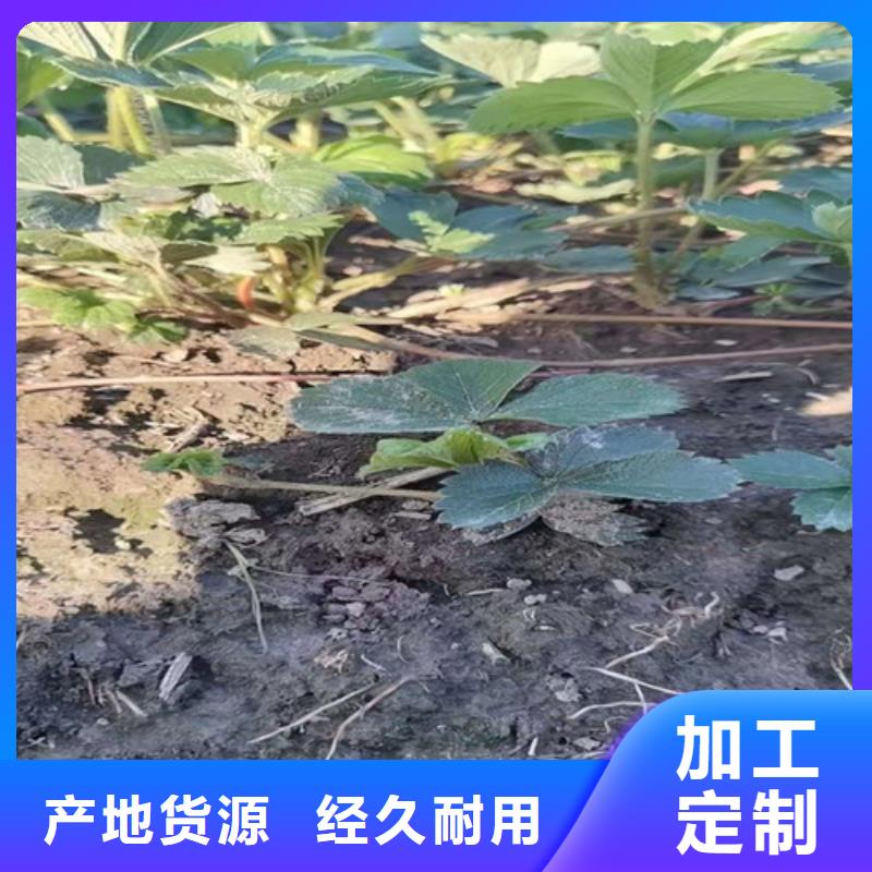 草莓苗【大棚草莓苗】无中间商厂家直销细节严格凸显品质
