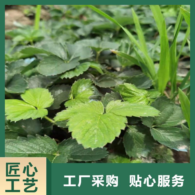 妙香3号草莓苗原产地定制批发