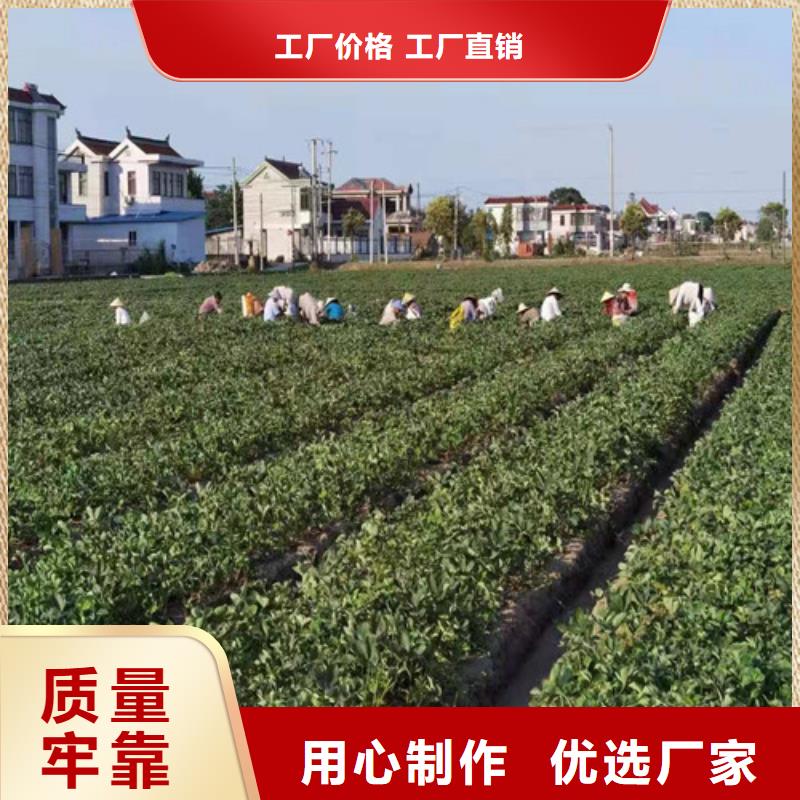 奶油草莓苗当地货源