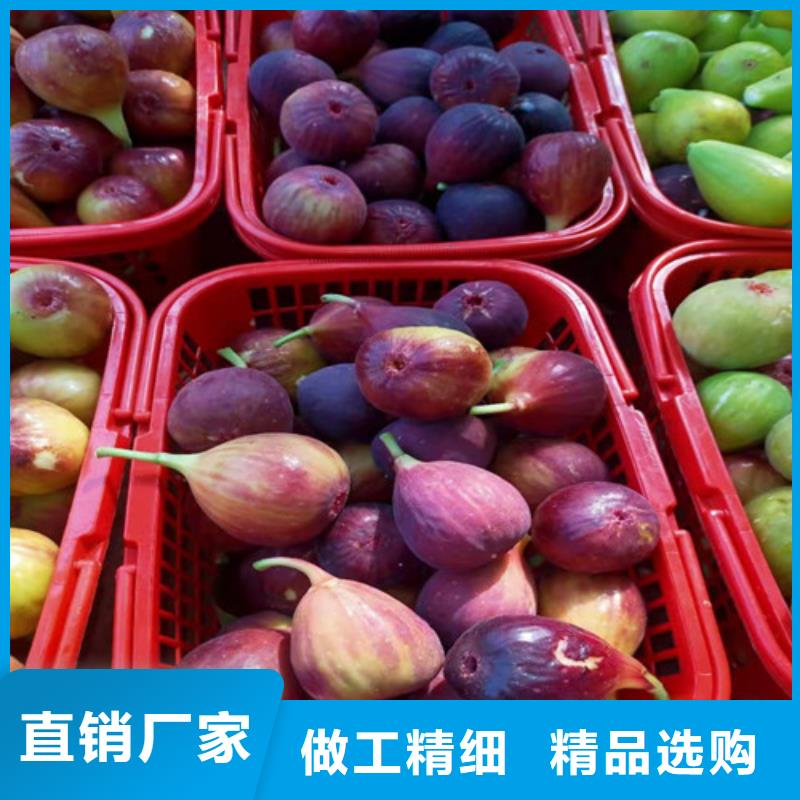 无花果【薄壳板栗苗】优质工艺质保一年