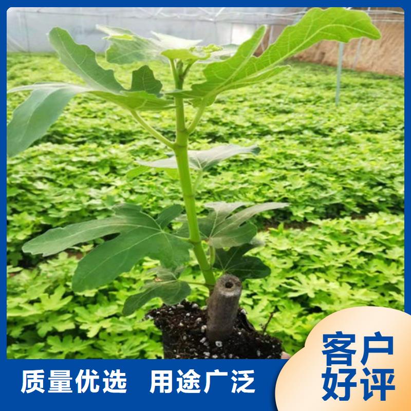 无花果_蓝莓苗量大更优惠极速发货
