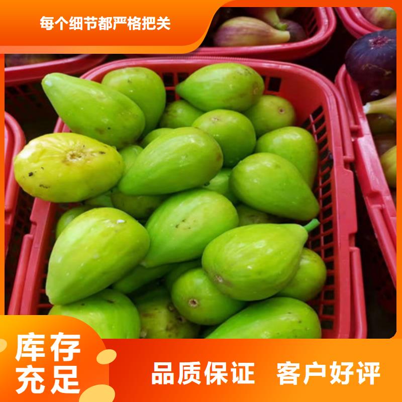 青皮无花果哪里的数量大助您降低采购成本