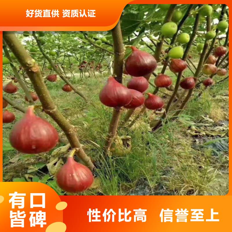 波姬红无花果苗本地厂家