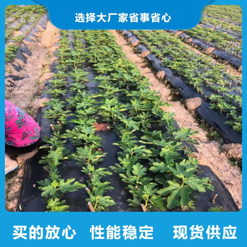 无花果草莓苗一周内发货同城供应商
