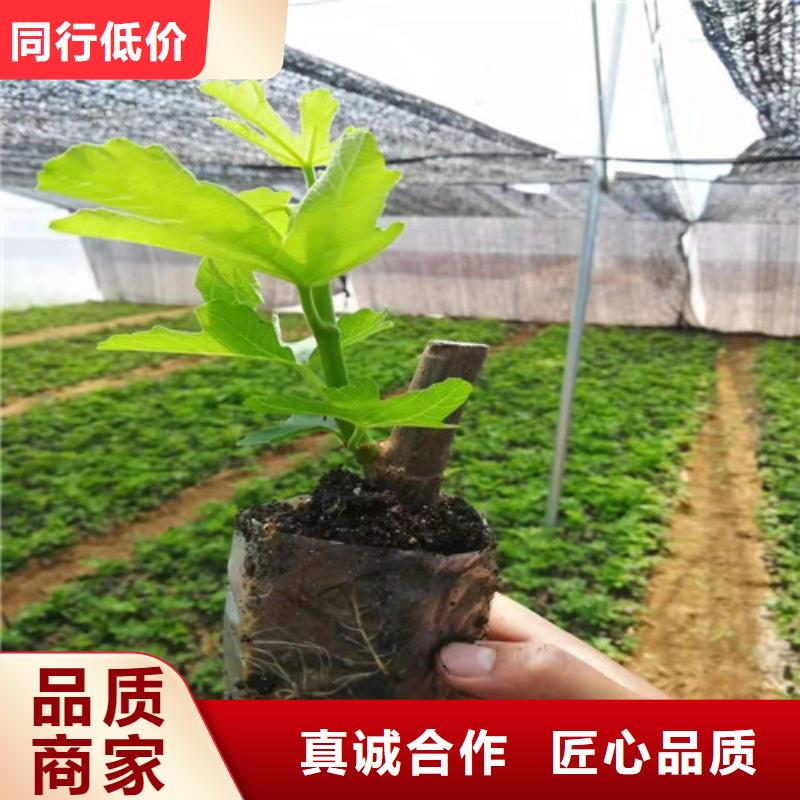 无花果板栗苗真材实料现货直供