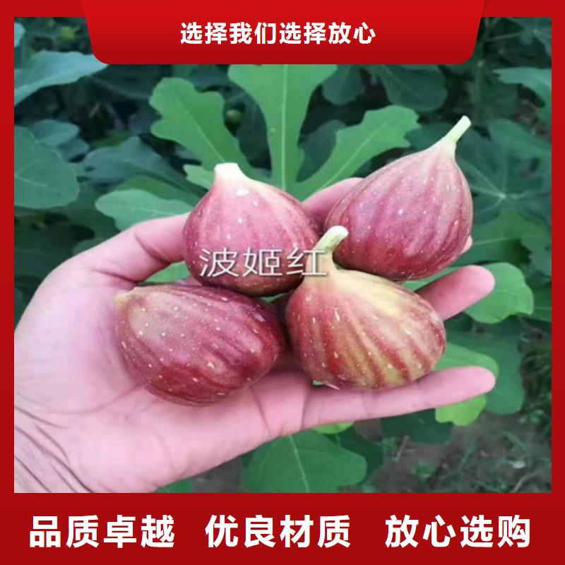 【无花果】苹果苗粘木专业的生产厂家质量检测