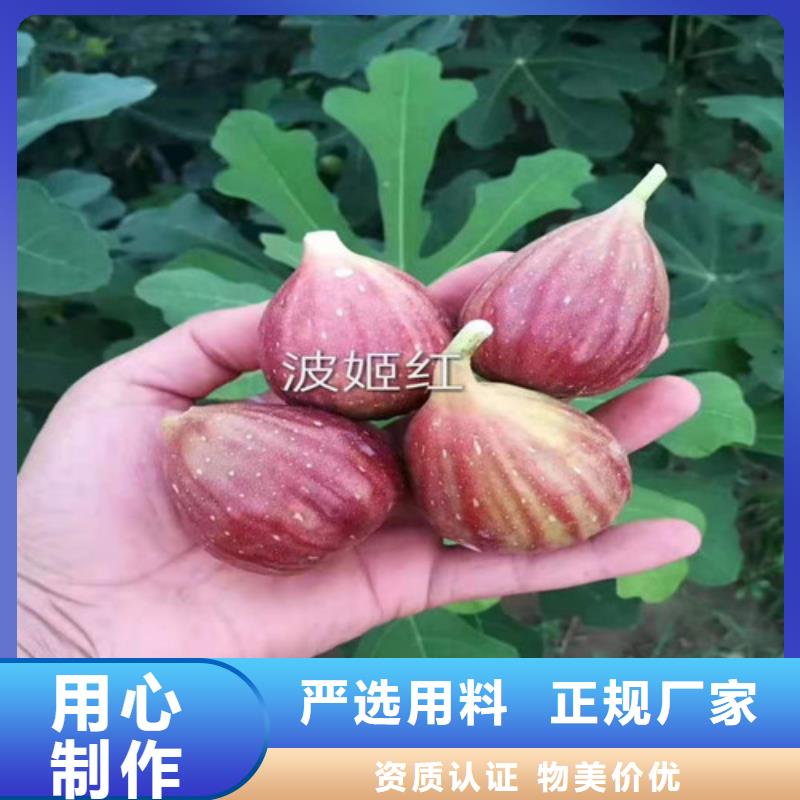 无花果-甜茶苗买的是放心本地制造商