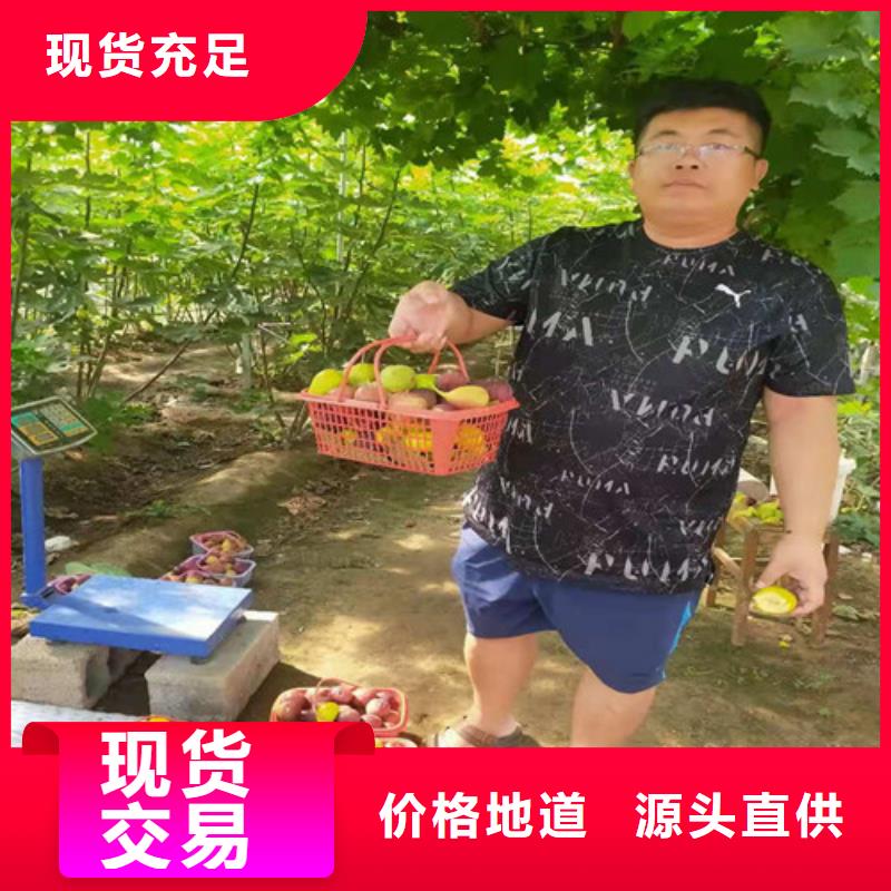 玛斯义陶芬无花果树苗本地公司
