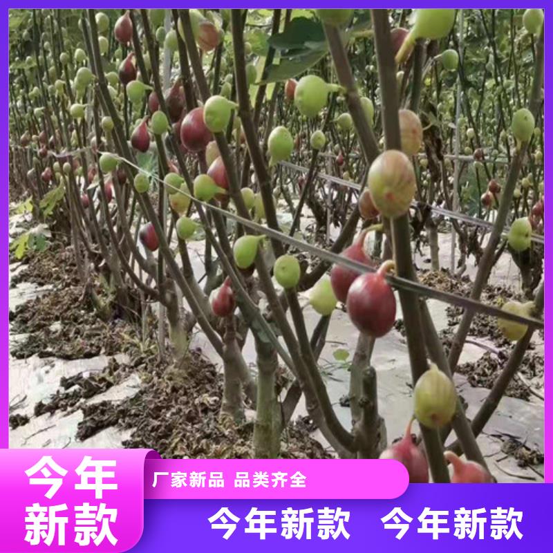 金傲芬无花果树种植方法本地货源