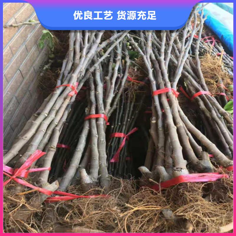 无花果,【草莓苗】专业生产品质保证供货及时