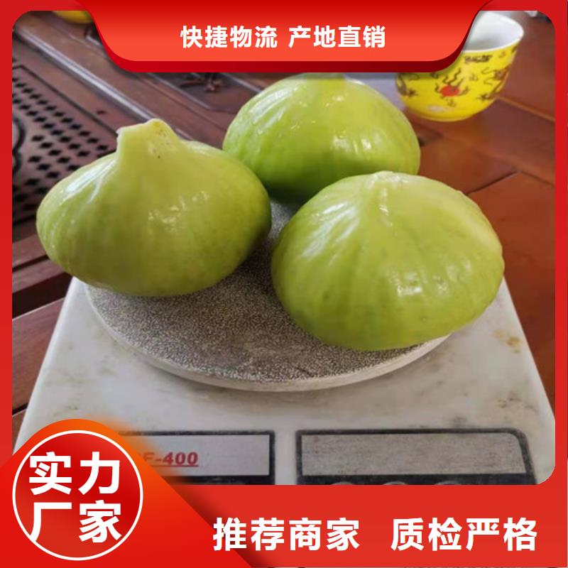 紫果无花果树苗物流配货上门