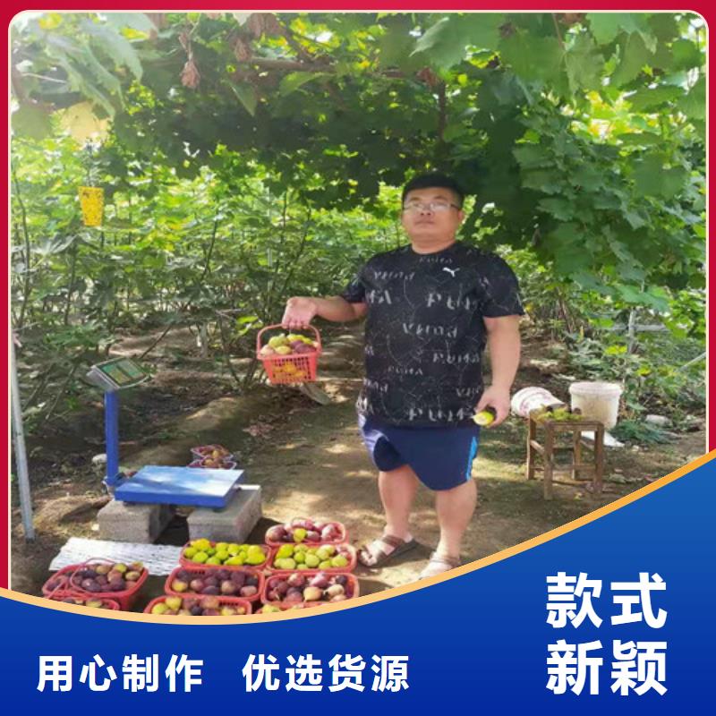 斯特拉无花果树本地制造商