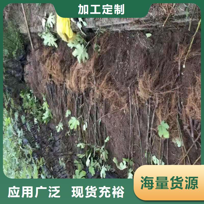 无花果嘎啦苹果苗制造厂家严选材质