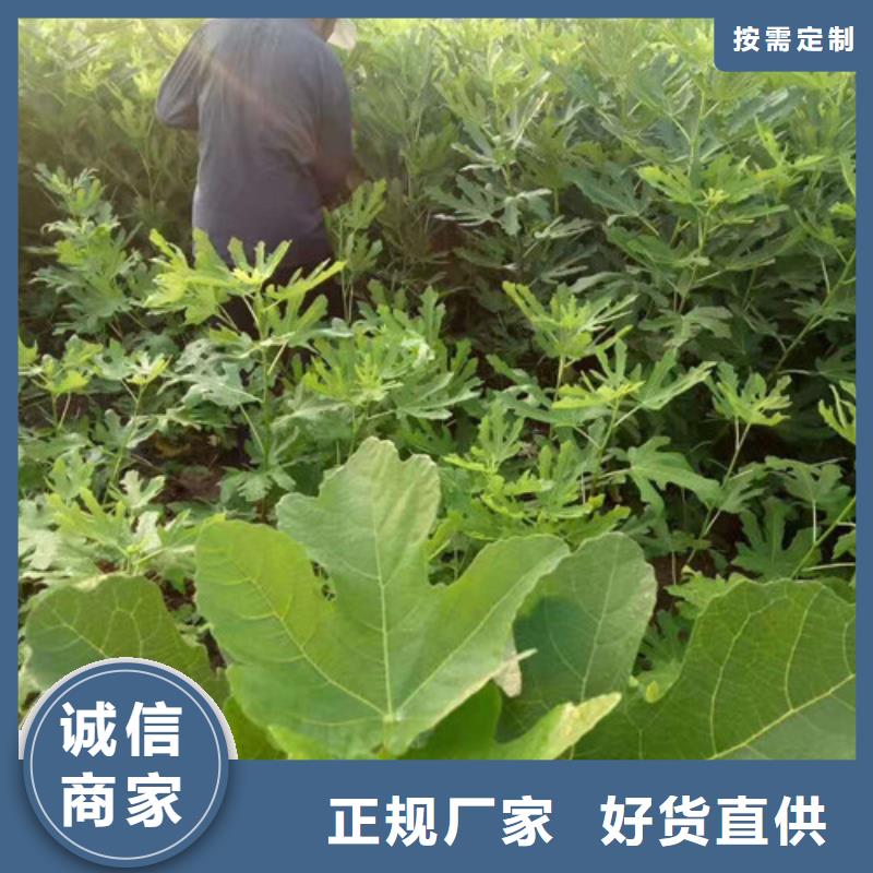 波姬红无花果树新品种质检合格发货