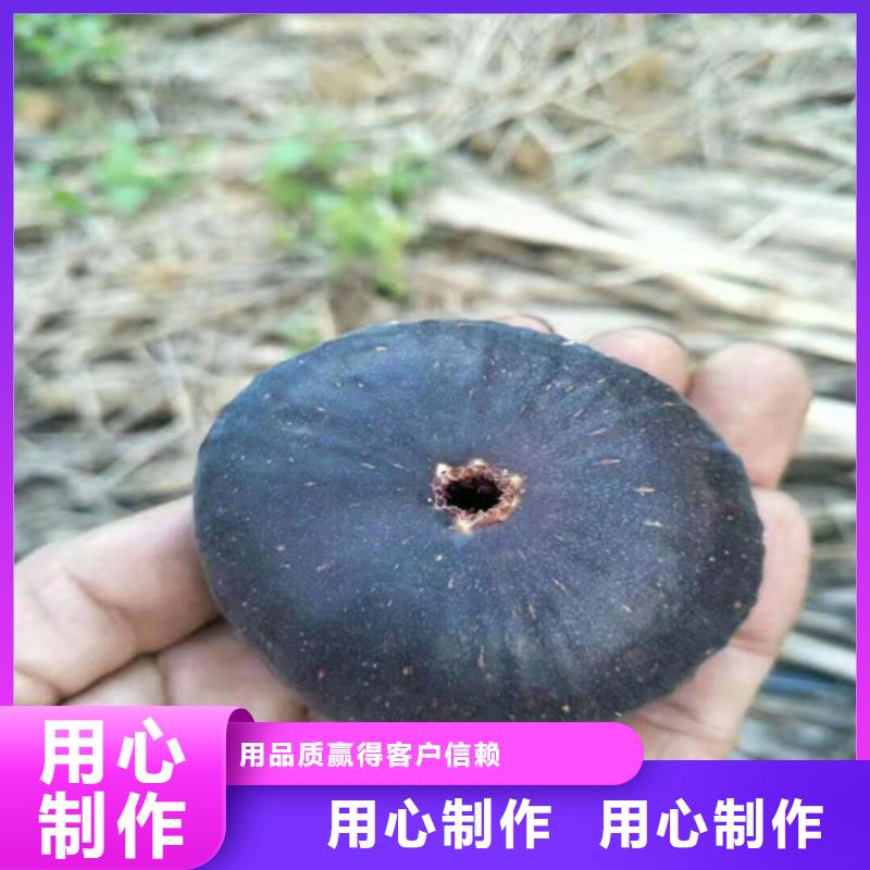 无花果珍珠油杏规格齐全实力厂家同城公司