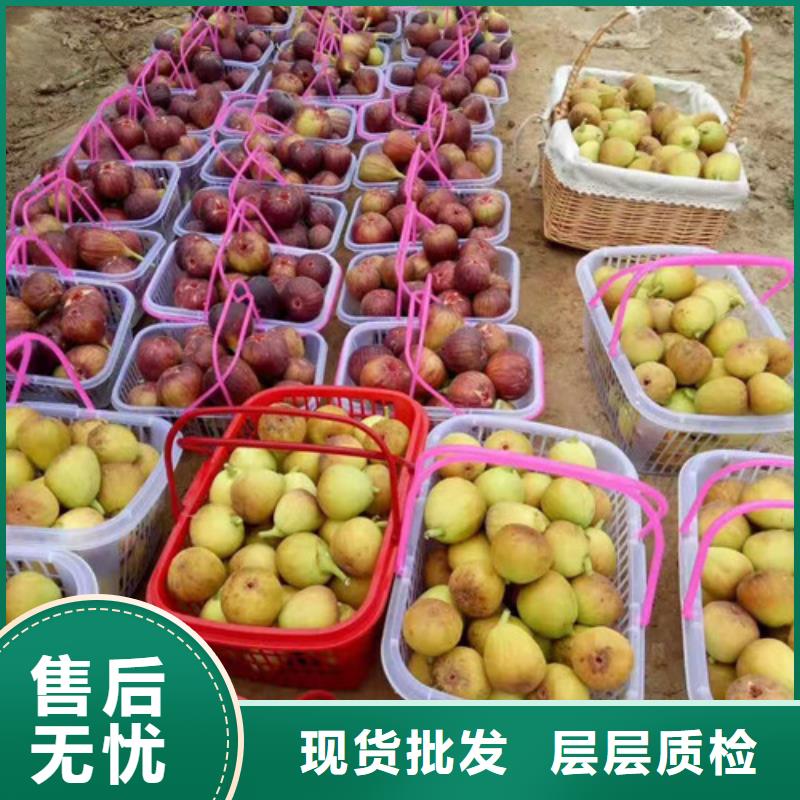 布兰瑞克无花果树苗本地经销商