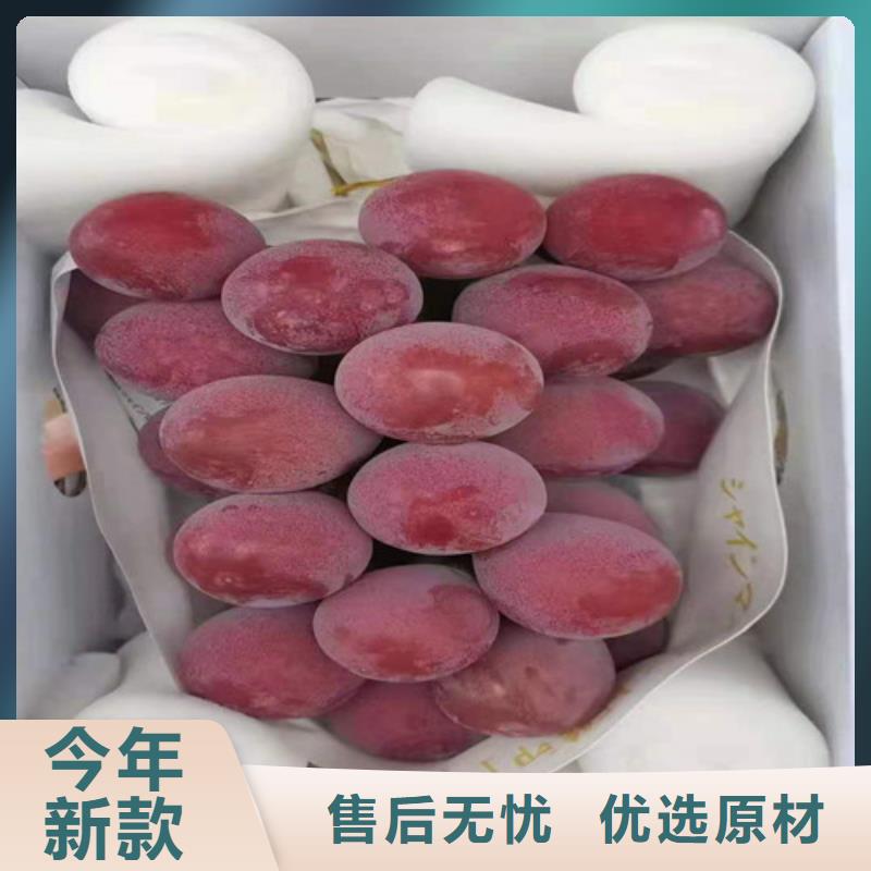 脆光葡萄苗适用范围广