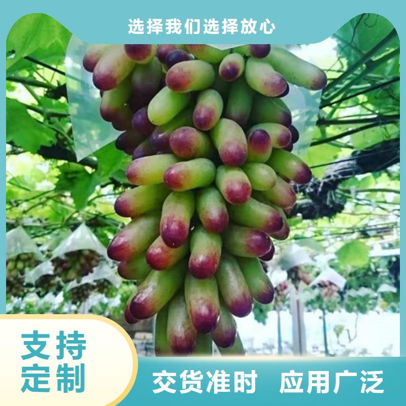 葡萄甜茶苗的图文介绍每个细节都严格把关
